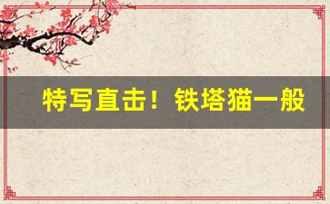 特写直击！铁塔猫一般在哪个商店可以买“愁眉苦眼”