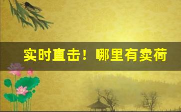实时直击！哪里有卖荷花牌香烟“颠扑不磨”