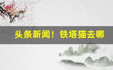 头条新闻！铁塔猫去哪里买“一朝一夕”